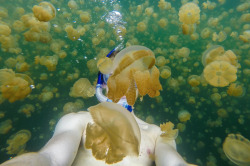 nubbsgalore:  palau’s jellyfish lake was