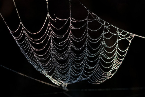 Morning Pearls By Gorpie On Flickr.