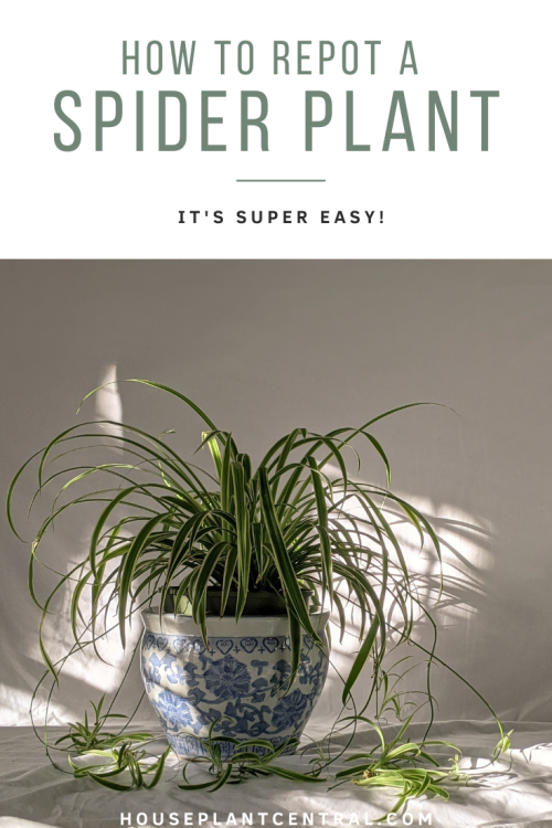 Although spider plants deal with cramped conditions pretty well, there comes a point where it’