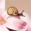 thatsnailkid