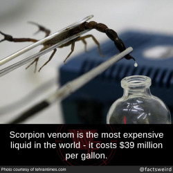 mindblowingfactz:  Scorpion venom is the most expensive liquid in the world - it costs ื million per gallon.editPhoto : tehrantimes.com