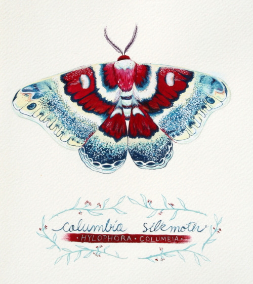 Selections from a series of moth paintings- Columbia Silk Moth, Death Head and Luna Moth. gouache. 2