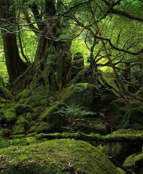 opticxllyaroused: Yakushima Forest, Japan