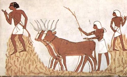 Using cows to trample wheat, wall painting from the Tomb of Menna(TT69). New Kingdom, 18th Dynasty, 