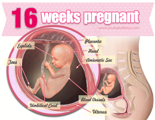 You’re 16 weeks pregnant and by now you’re starting to really feel pregnant! While 16 we