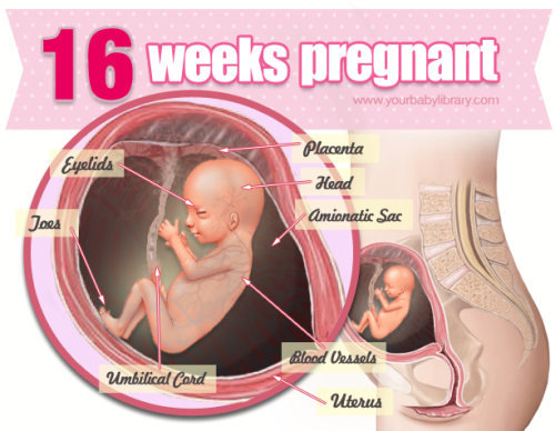 You’re 16 weeks pregnant and by now you’re starting to really feel pregnant! While 16 weeks pregnant