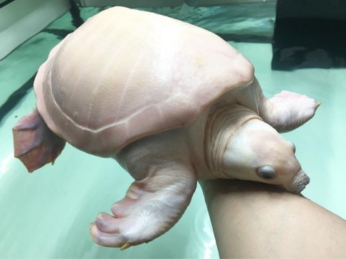 seatrench: creepsandcrawlers: seatrench: Albino Pig-Nosed Turtle (source) kind of a fucked up boy *h