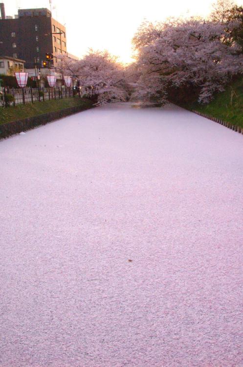 stunningpicture:River filled with Cherry Blosom Petals