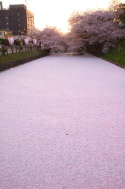 lifeisverybeautiful:Cherry blossom petals along a river in Hirosaki Park, Aomori by @WizardsTools  