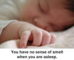All your senses die down when you sleep, its true smell does it the most though.  There are exceptions though.  This isn’t true for people with an overdeveloped sense of smell for instance.  Still cool.  ^_^