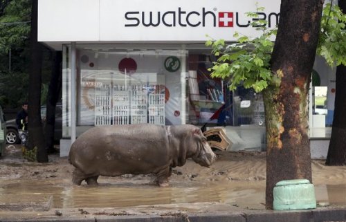 newskillers: Zoo Animals on the Loose in Tbilisi After Flooding A hippopotamus in Tbilisi, Geor