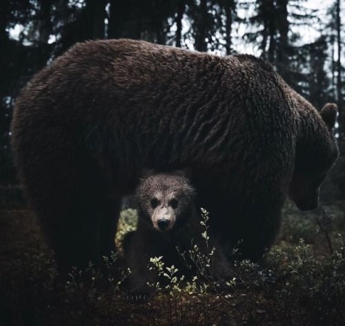 renamonkalou:  We are family! 📷 Stian Norum Herlofsen