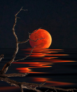 moonipulations:  Blood Moon Reflection – Photography by Stephen Warren http://bit.ly/1w1aai9  #bloodmoon  #moon  #r…