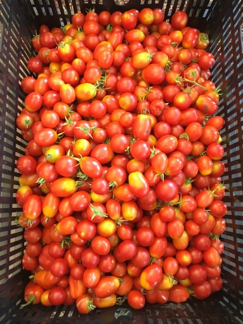 glorious harvest of cherry tomatoes&hellip;just the first of many, many pounds that will be harveste