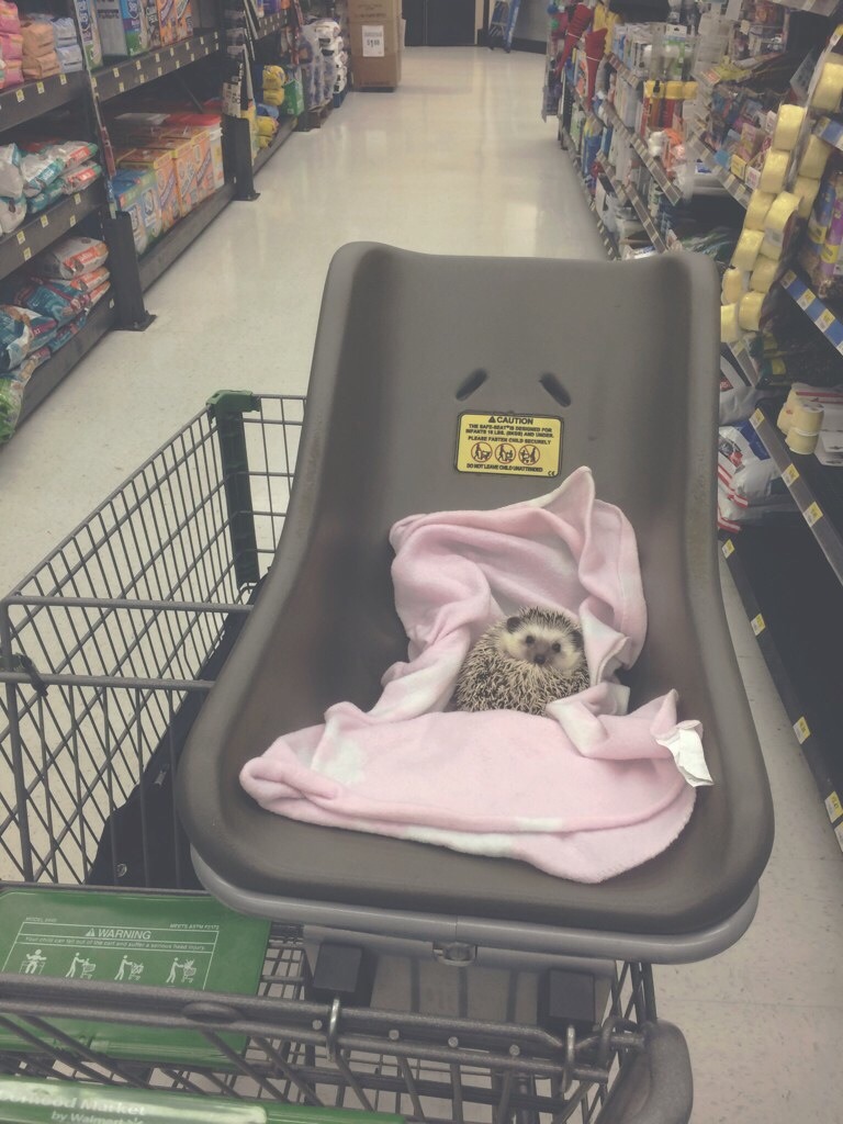 seri0uslybecca:
“ i take my hedgehog grocery shopping and nobody tells me to stop
”