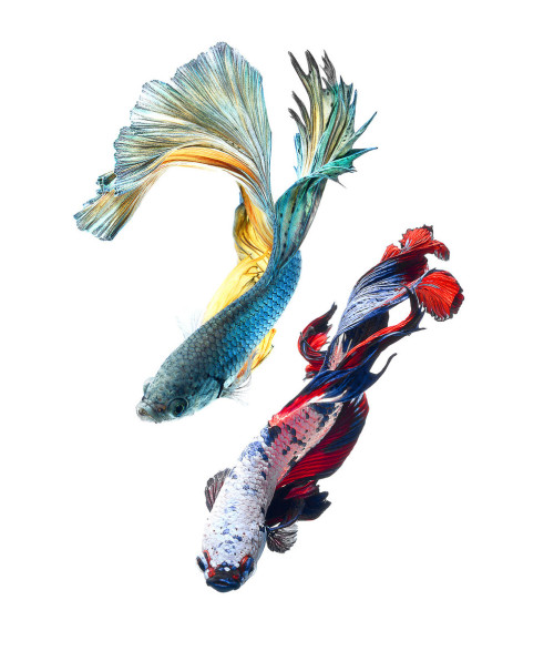 jedavu:  Stunning Portraits of Siamese Fighting Fish by Visarute Angkatavanich 