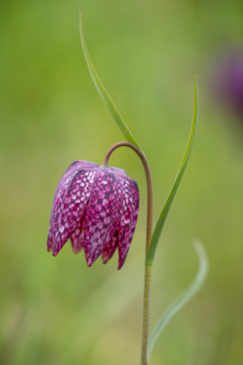 chequered lily