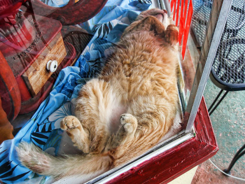 How much for the lazy, orange kitty in the window? Kona, Hawaii(via iamdogsmom)