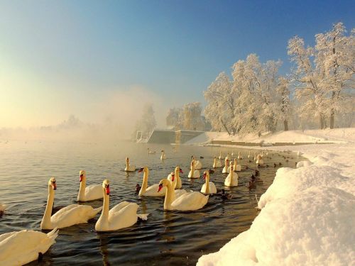 #275 Walk with the swans by the river in this beautiful winter wonderland in Karlovac.Photo by Vilim