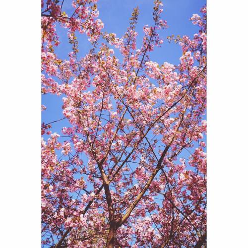 Cherry blossoms #cherryblossom #london #regentspark #cherryblossomlondon #cherry #blossom #pink #flo