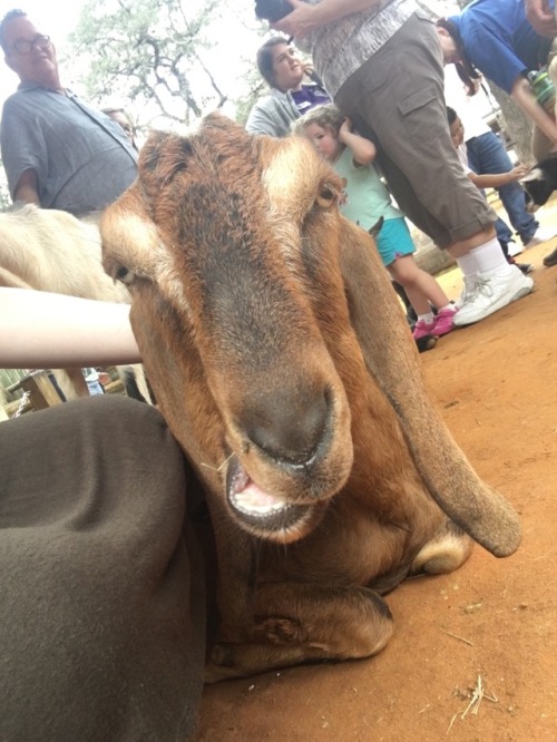 Petting zoo fun