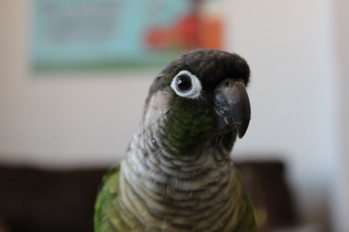 we checked out a camera from our campus library today, so king bird has gotten lots of attention. he