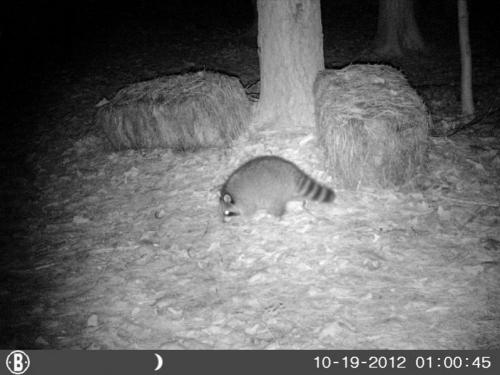 sodadrinkr:gogu:this day 4 years ago a trail cam caught a picture of the fluffiest raccoons ive ever