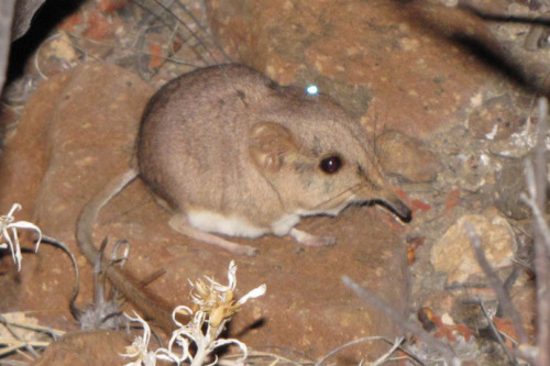 astronomy-to-zoology: Etendeka Round-eared Sengi (Macroscelides micus)Also known as the Etendeka Rou