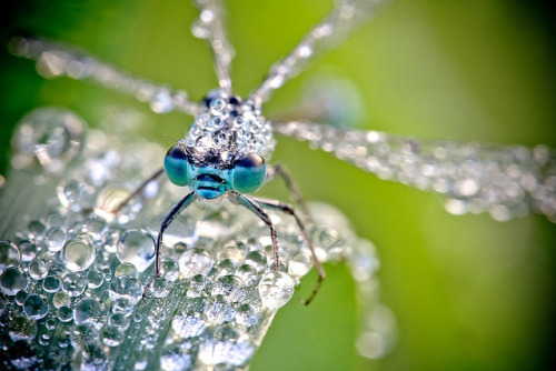 grace-from-dogville:  Macro photographs of dew-covered dragonflies and other insects by David Chambon 