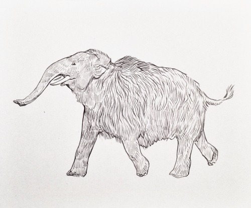 kimblewick: A juvenile woolly mammoth (Mammuthus primigenius)