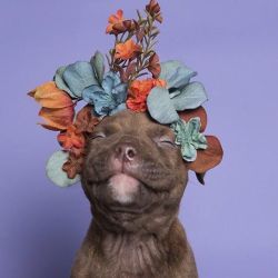 babyanimalgifs: pretty pits. a photo campaign to show the beauty behind the pitbull to help raise adoption levels photos via @sophiegamand 