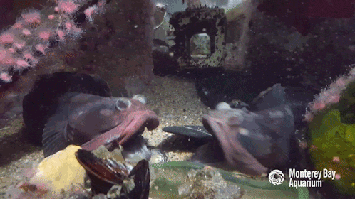 montereybayaquarium:Yawn-off! We got ourselves a yawn-off everyone! Male sarcastic fringeheads use t