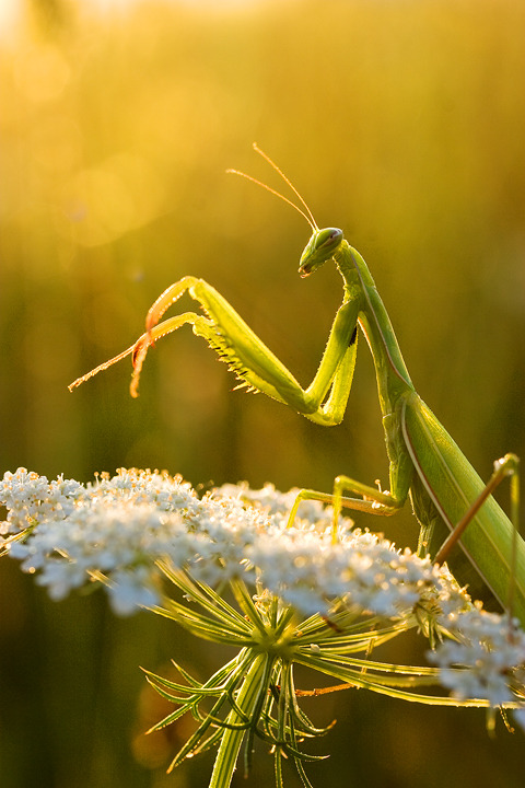 earthlynation:  Praying Mantis on a Flower by Padika 