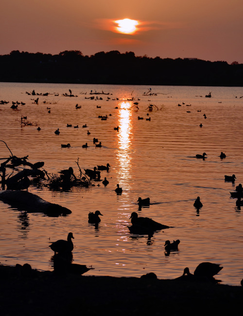 martyharrison: “Ducks on the Pond”