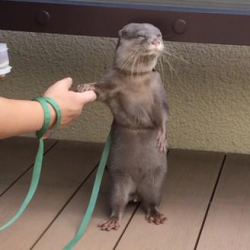 cute-overload:  “Sigh. Okay, I will hold your hand. If that makes you feel better”http://cute-overload.tumblr.com source: http://imgur.com/r/aww/RPqVNgz