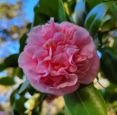 Pru was feeling pretty pinkish this morning. Sunshine was just what she needed. Serendipity rules!