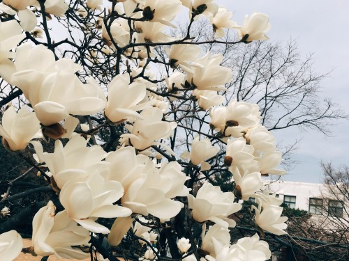 The magnolia blossoms, they are a-bloomin’. In and around Jeongdok Public Library, Bukchon Hanok Vil