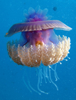 mooonjellies:  Derek Keats