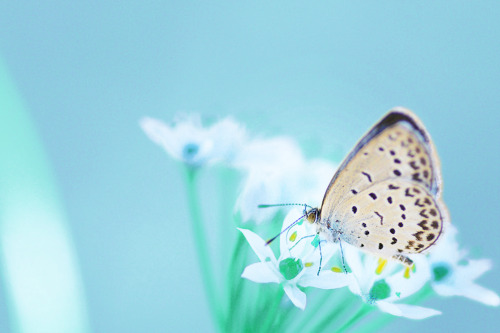 Pale Grass Blue & Oriental garlic flower ヤマトシジミと韮の花>  HIGARI BLUE Online Shop