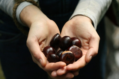 Foraged Chestnuts by Kate Fries