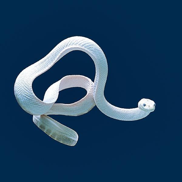 earthlynation:  A sea snake (Hydrophis elegans) has one lung, but also breathes through