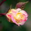 beautiful-earthly-things