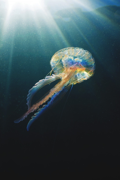 captvinvanity: Alexander Semenov | Pelagia noctiluca rainbow