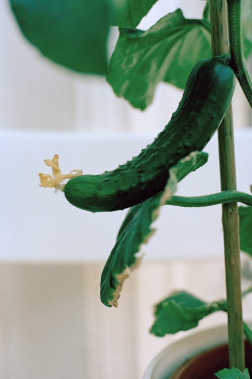 floriantenk:  ES WAR AUF EINER LICHTUNG, ALS SIE ZUM ERSTEN MAL II  currently exhibited at the annual exhibition at the academy of fine arts in munich. 17th - 26th of july 2015. 