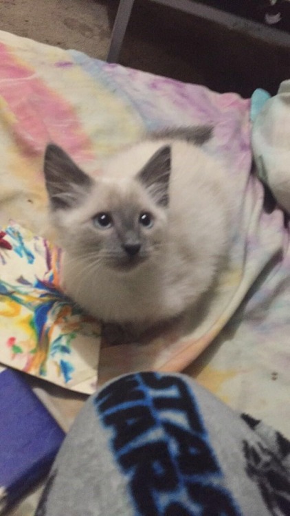 unflatteringcatselfies:  this is mayonnaise, my boyfriend found her in his backyard when she was three weeks old :’)