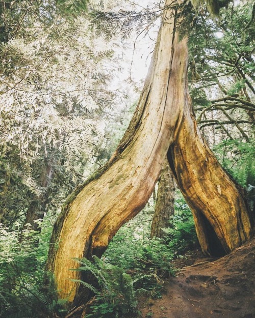 photosbylmb: A cool looking tree trunk for your Tuesday. Enjoy your day :) (at Oregon)