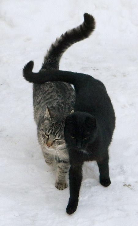 Jimmy &amp; Floppy ♥ (by Commodore&rsquo;s Cat)