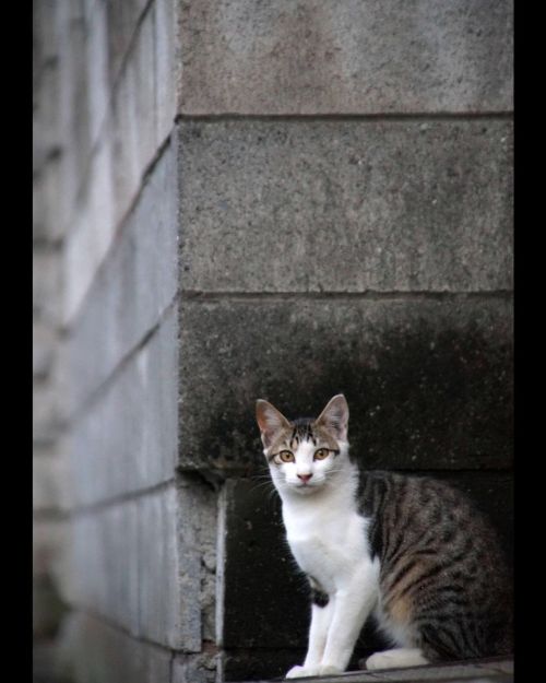 待ち合わせの角。#fixx201309 #シッポ追い #tailchaser #猫 #ねこ #ネコ #cat #cats #猫写真 #東京猫 #外猫 #地域猫 #ねこ部 #まちねこ #ネコスタグラ