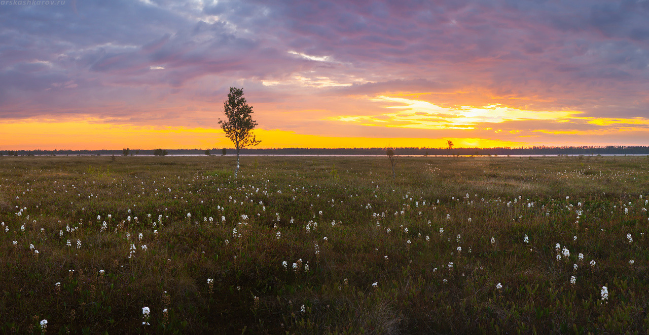 expressions-of-nature:by Arseny Kashkarov