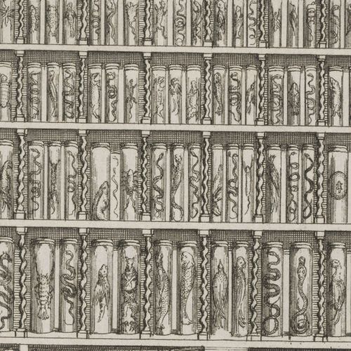 Vincent, Levinus. Wondertooneel der nature, 1706.Typ 732.06.870 Houghton Library, Harvard University